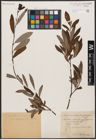 Foto von Salix aurita L. x Salix purpurea L.